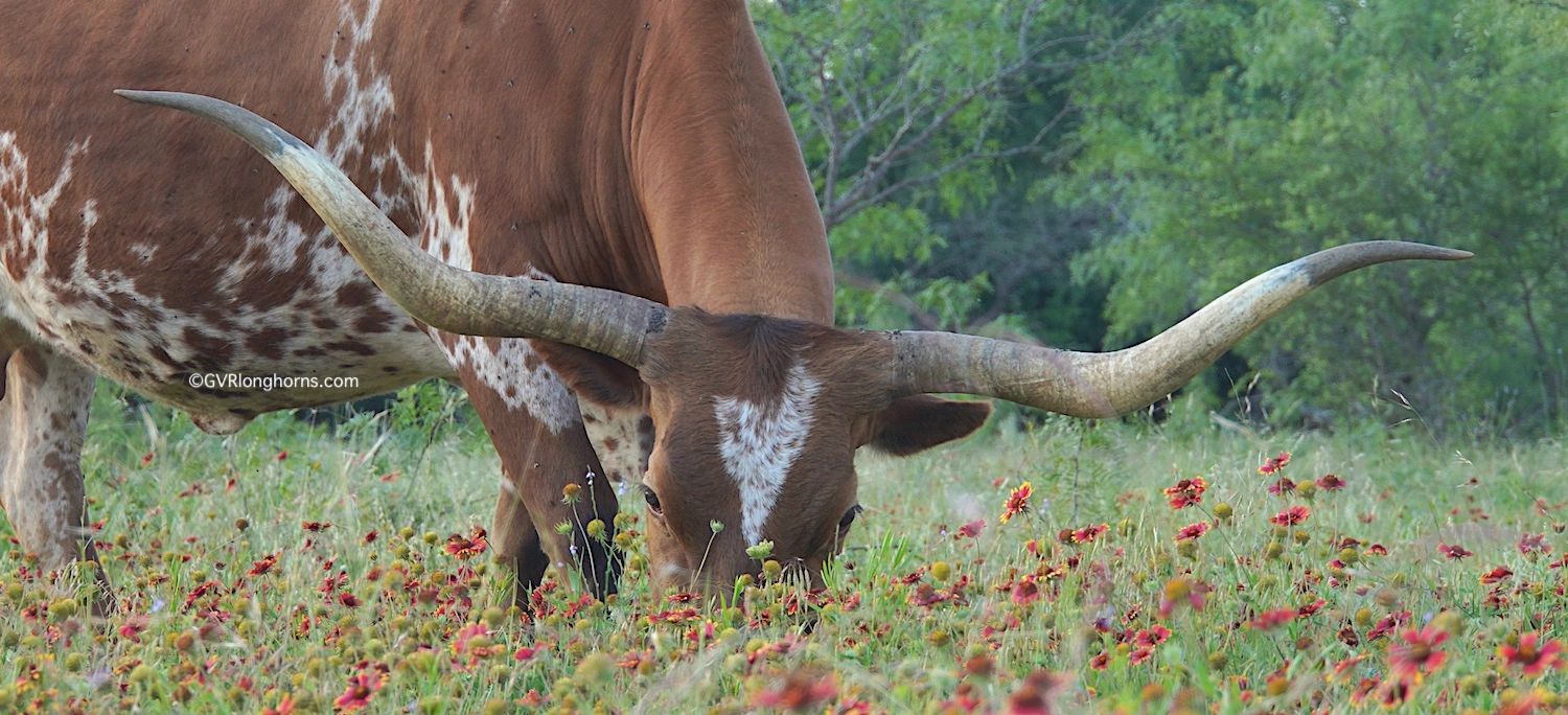 How much do Texas longhorn cattle cost?